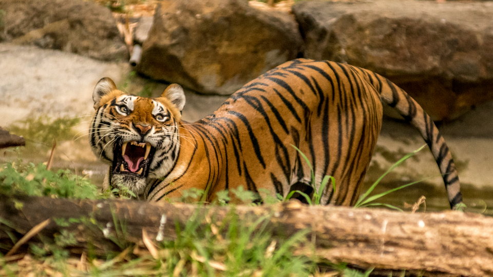 Bengal-roar