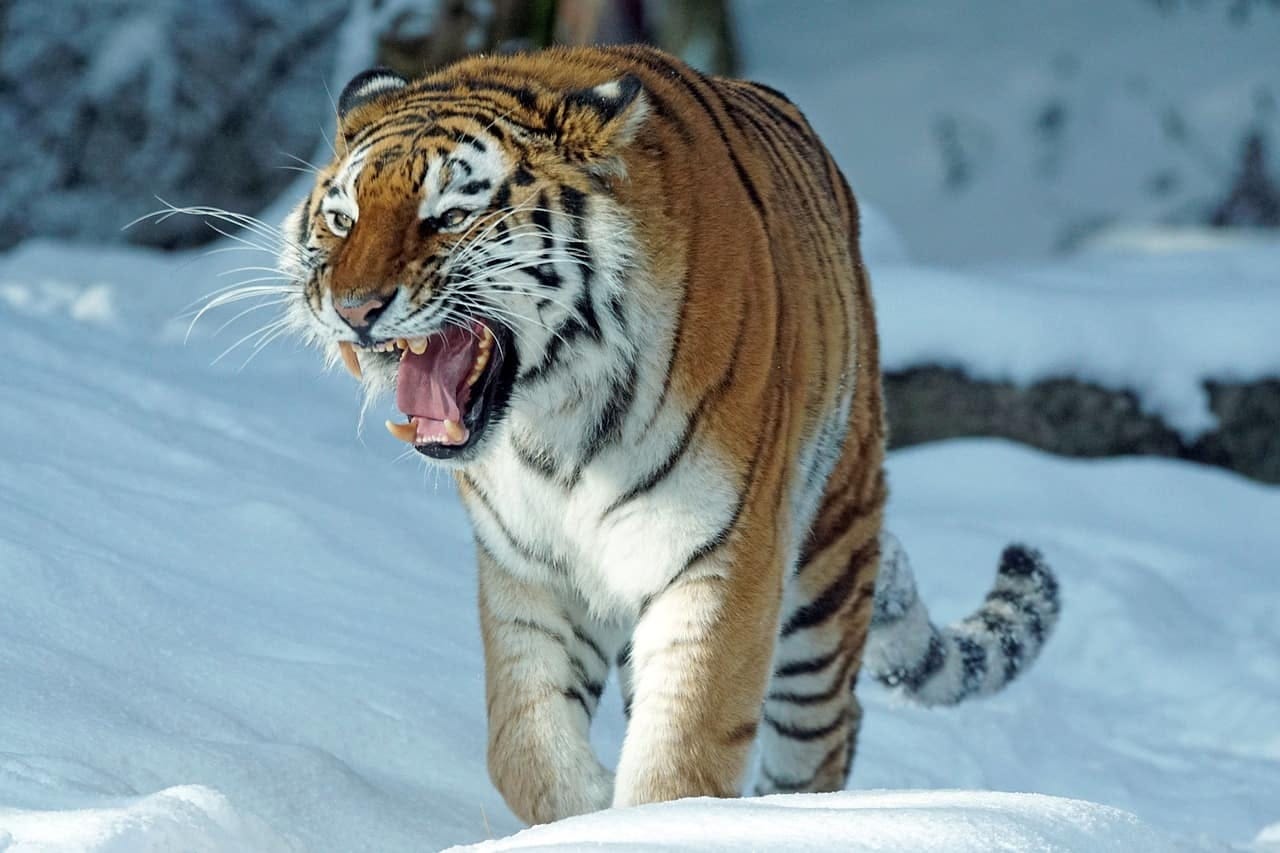 Siberian-roar
