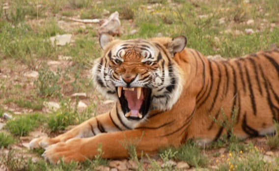 South China-roar