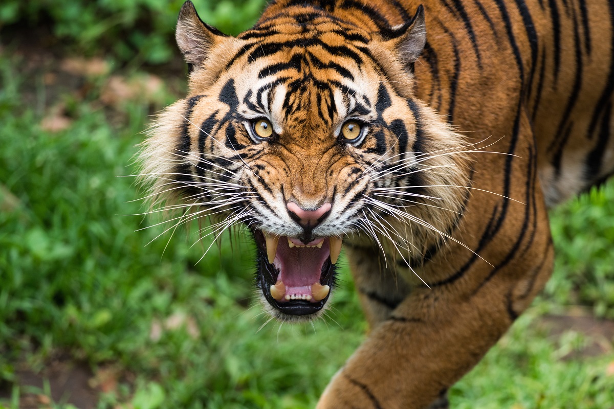 Sumatran-roar