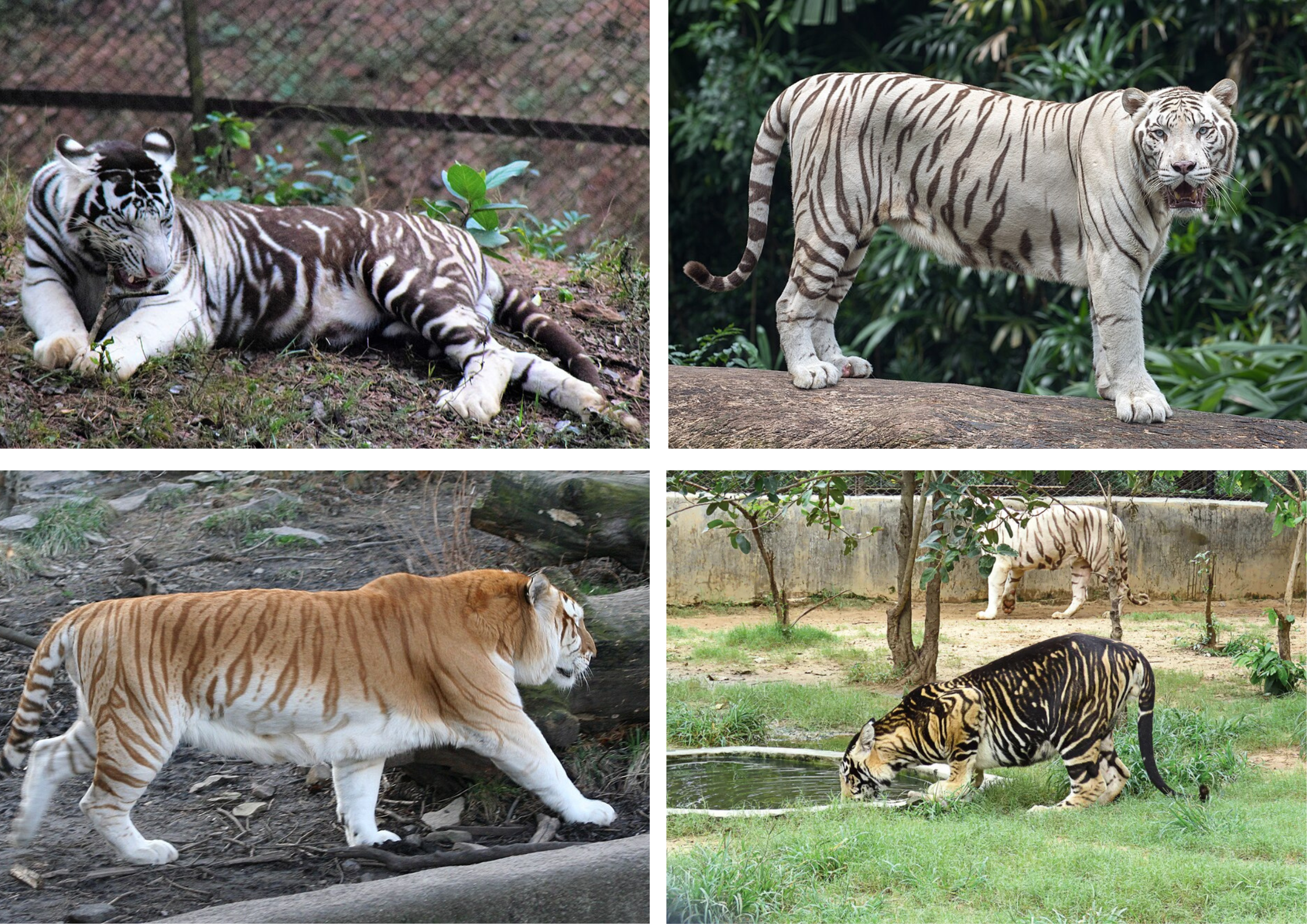 Tiger info image3