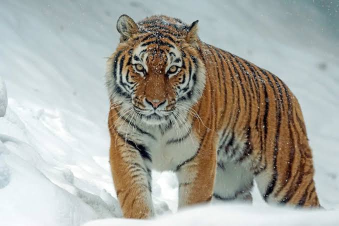 Tiger1