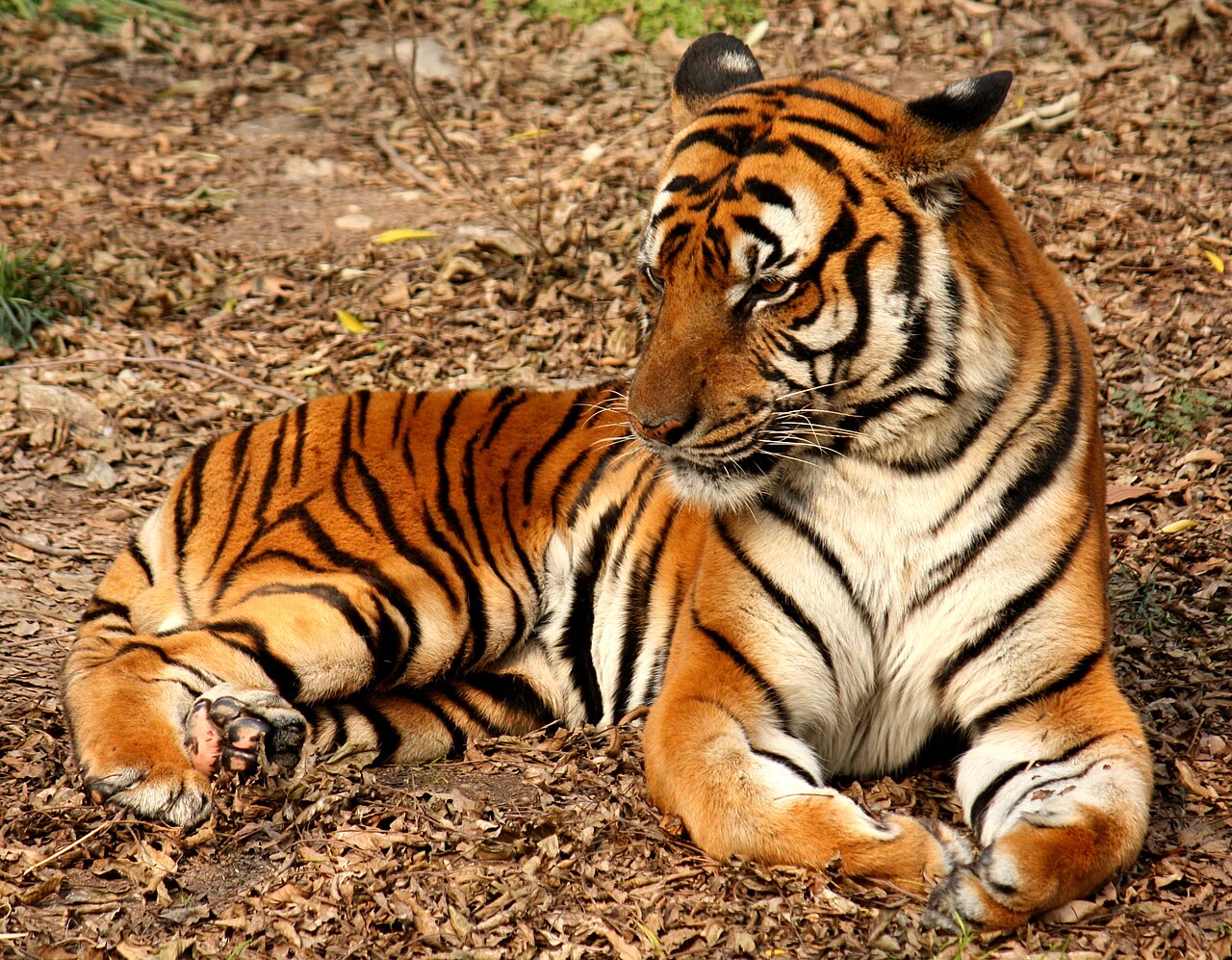 Tiger2
