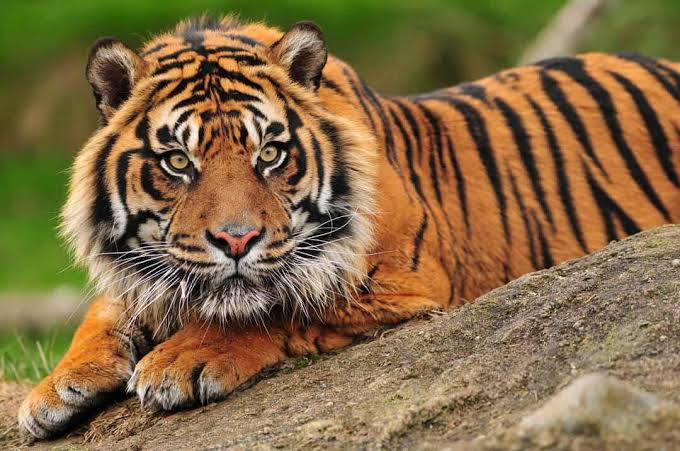 Tiger3