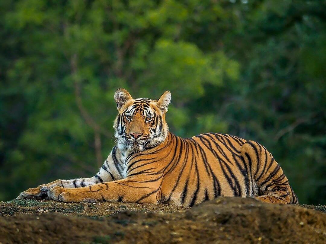 Tiger4