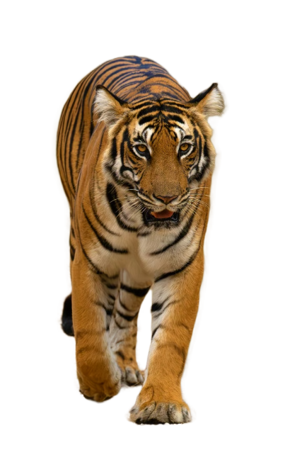 Walking Tiger Graphic