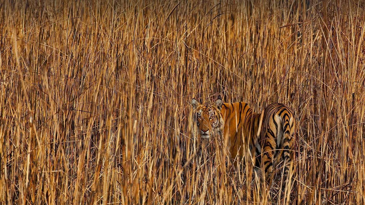 Tiger info image4