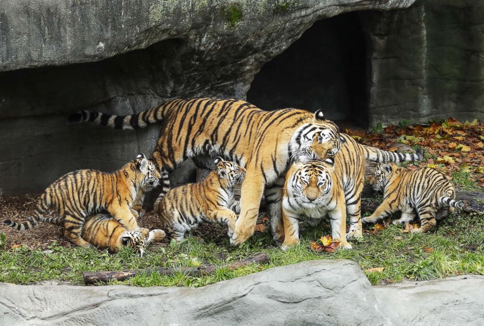 Tiger info image2