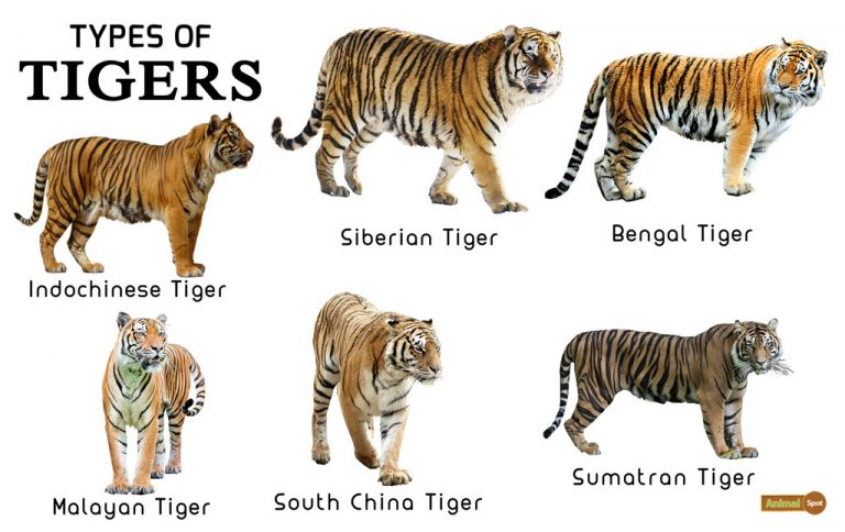 Tiger info image1