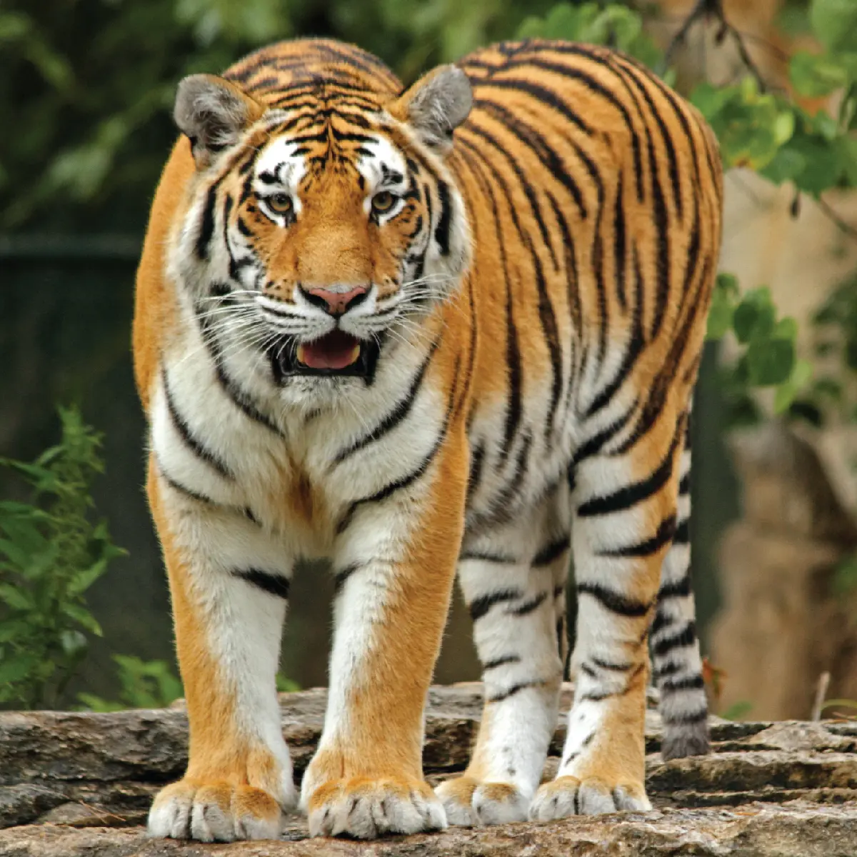 Tiger-Image